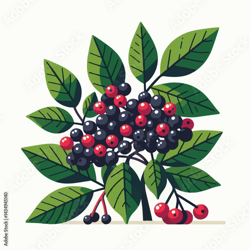 black, elderberry, berry, nature, healthy, herbal, branch, fruit, elder, fresh, organic, sambucus, food, botanical, background, leaf, plant, green, wild, natural, juicy, medicine, ripe, twig, isolated