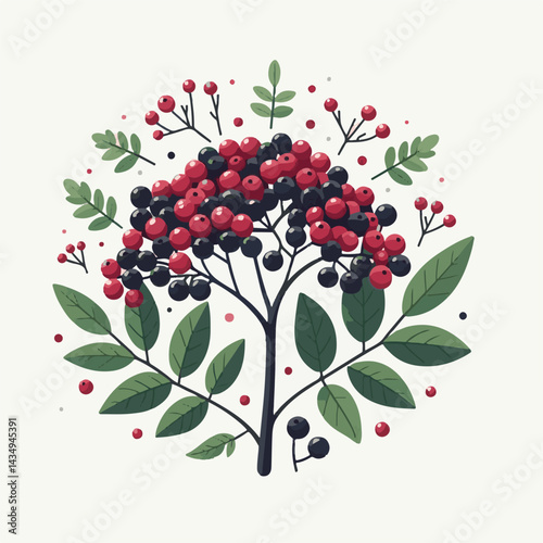 black, elderberry, berry, nature, healthy, herbal, branch, fruit, elder, fresh, organic, sambucus, food, botanical, background, leaf, plant, green, wild, natural, juicy, medicine, ripe, twig, isolated