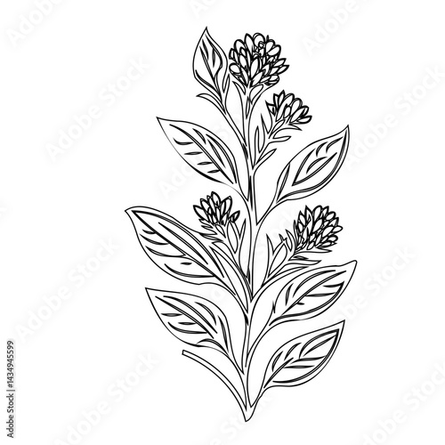 Detailed monochrome line drawing of a flowering botanical specimen on white