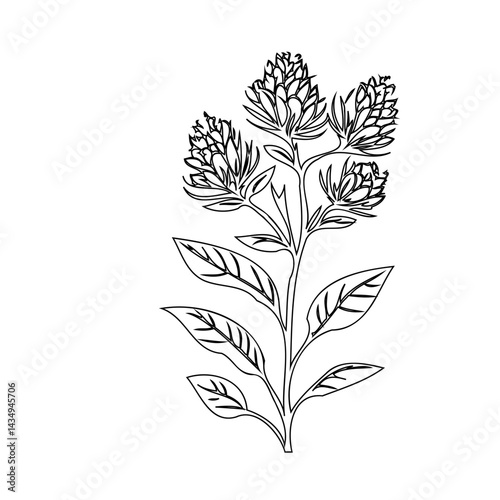 Elegant botanical illustration featuring a flowering plant on a white background