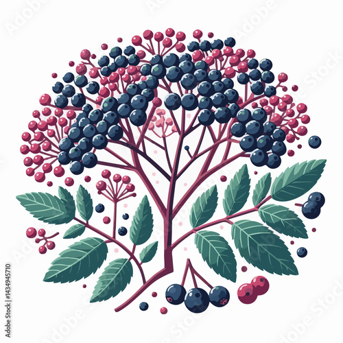 black, elderberry, berry, nature, healthy, herbal, branch, fruit, elder, fresh, organic, sambucus, food, botanical, background, leaf, plant, green, wild, natural, juicy, medicine, ripe, twig, isolated