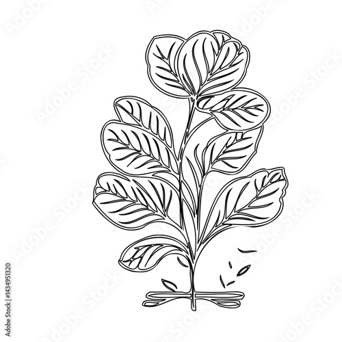 Elegant botanical sketch portraying a leafy plant with intricate vein details