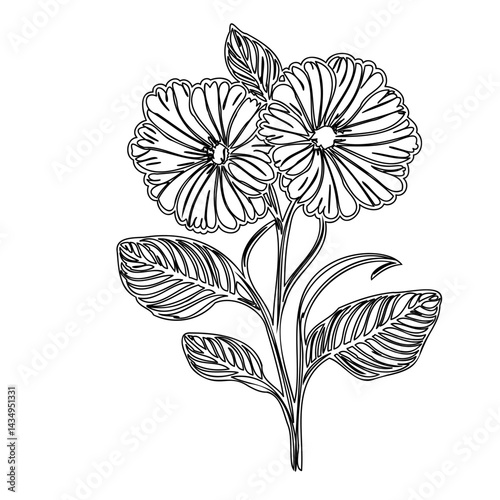 Elegant botanical illustration showcasing intricate floral contours on pristine white
