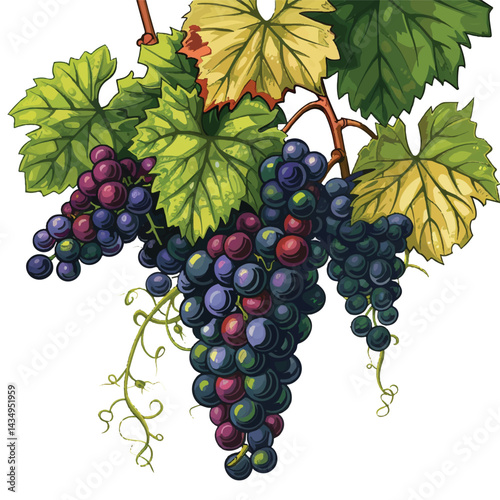 A cute of A cluster of juicy grapes hanging