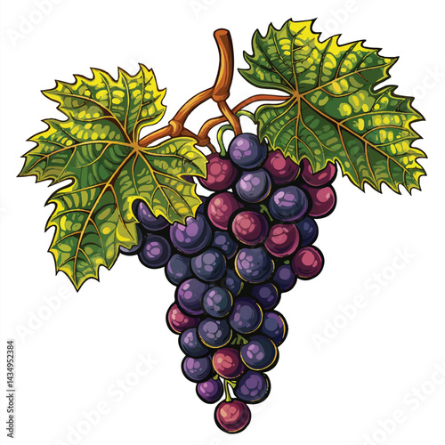 A cute of A cluster of juicy grapes hanging