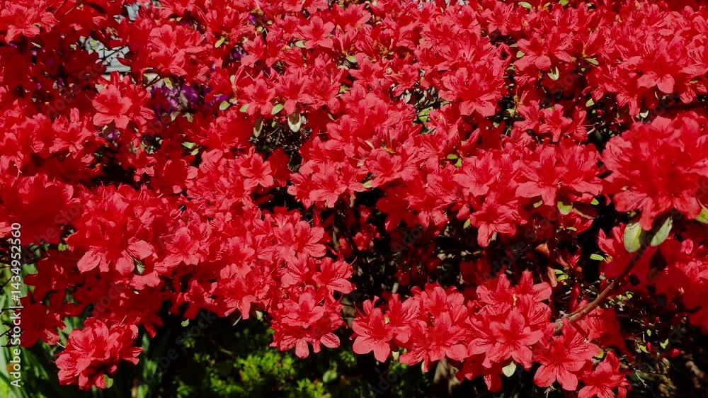 한국, 붉은 진달래,꽃,진달래,철쭉,Korea, flowers,azalea,royal azalea 한국, 붉은 진달래,꽃,진달래,철쭉,Korea, flowers,azalea,royal azalea
