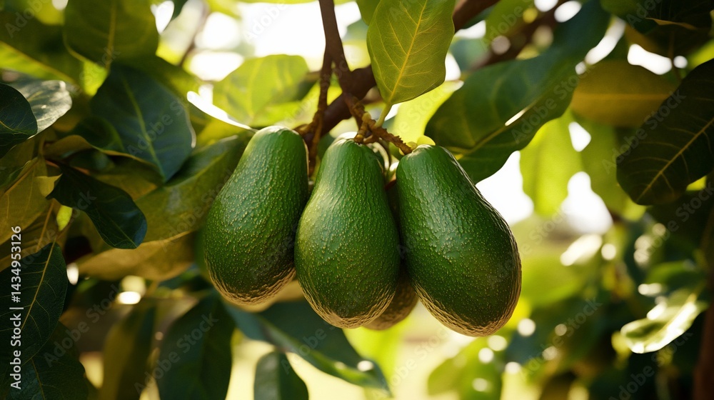 Lush green avocados cluster on a tree branch, sunlight illuminating their smooth skin