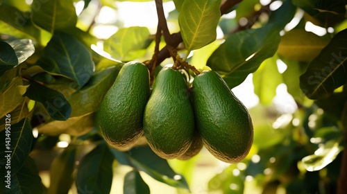Obraz na płótnie Lush green avocados cluster on a tree branch, sunlight illuminating their smooth skin w salonie
