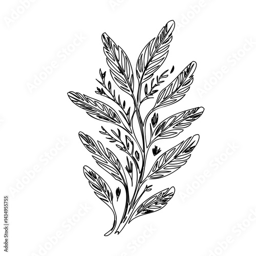 Botanical sketch: A hand-drawn sprig with stylized feathery leaves and delicate stems