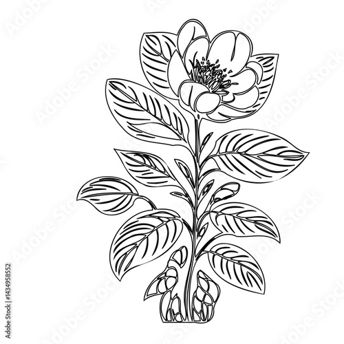Elegantly Detailed Floral Illustration of an Unnamed Botanical Species Plant