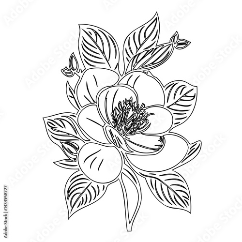 Elegant floral arrangement: An exquisite outline depicting a magnolia flower cluster