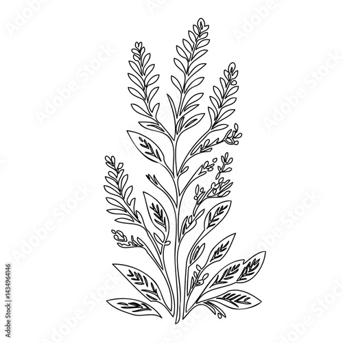 Delicate botanical drawing showcases slender leaves and budding floral stems