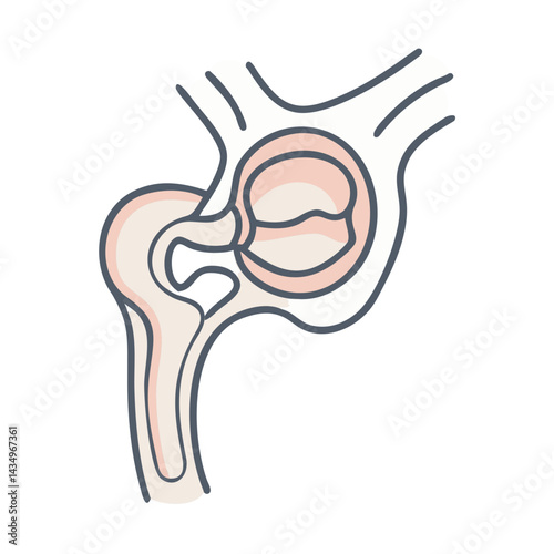 Stylized anatomical illustration of human hip joint structure