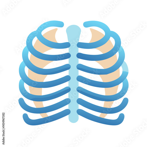 Simplified anatomical illustration of a human ribcage against black