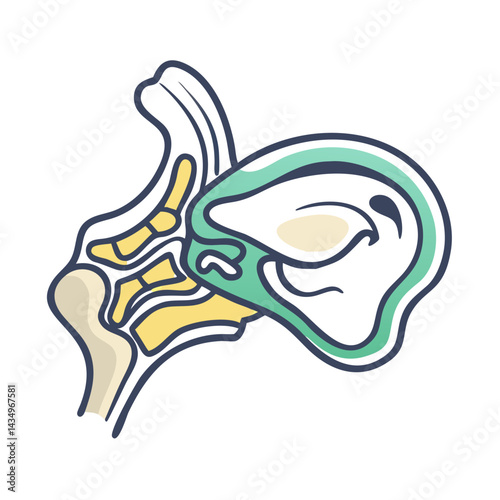Stylized illustration of human nasal anatomy on black background