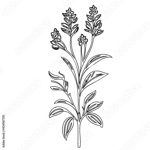 Elegant botanical illustration: Simple line art of a flowering plant stem