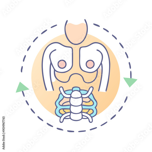 Vector illustration of human torso showing skeleton and muscles