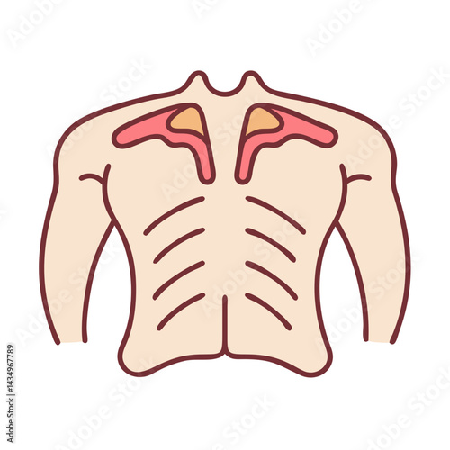 Anatomical illustration of skeletal structure of the human back