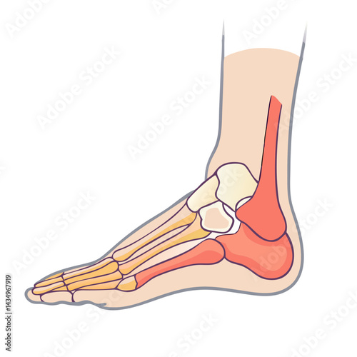 Illustration of human foot anatomy with bone structure display