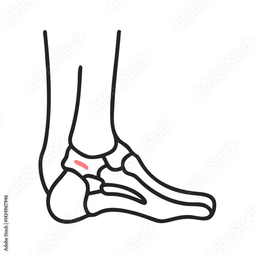 Ankle joint schematic illustration, medical diagram, ankle anatomy visualization