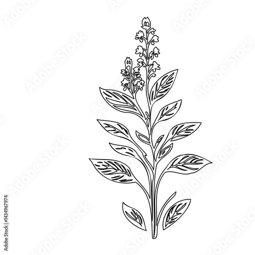 Delicate floral sketch: Minimalist botanical illustration of blossoming plant