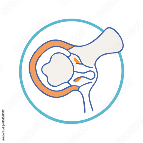 Shoulder joint anatomy in a circular frame graphic illustration