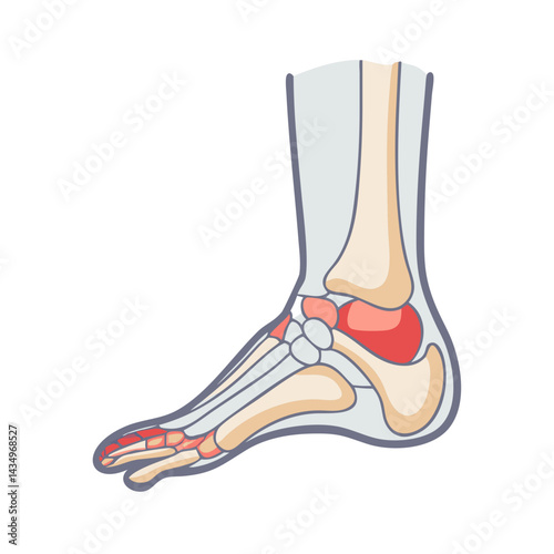 Human foot anatomy bones and joints illustration diagram