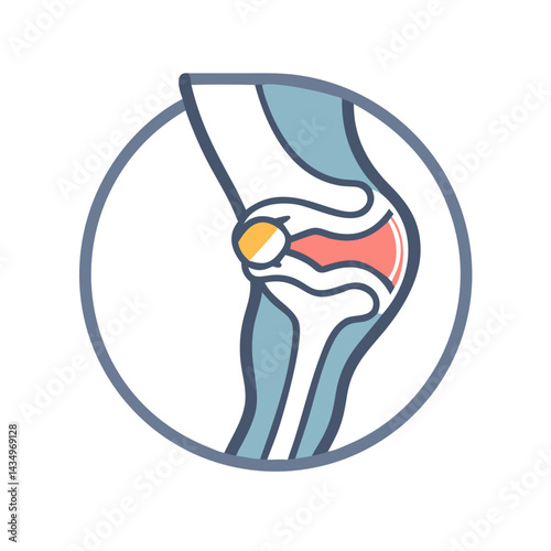 Anatomy illustration of a knee joint for medical purposes