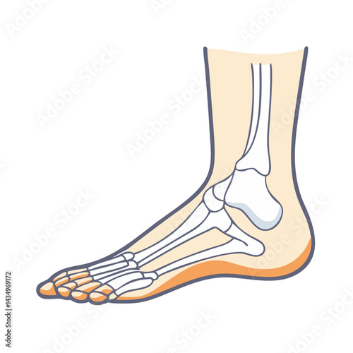 Human foot anatomy illustration with bones and skin layer
