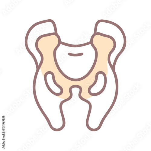 Pelvic bone illustration anatomical diagram in flat design style
