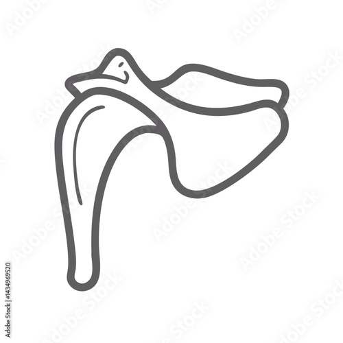 Scapula Outline Illustration Gray on Black Background Anatomy