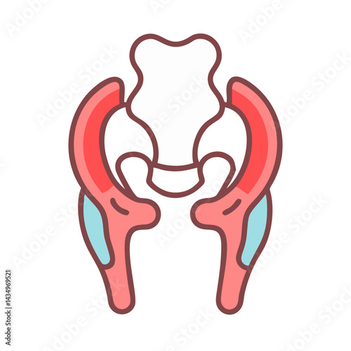 Pelvic bone anatomical diagram illustration on black background art