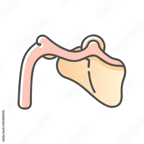 Stylized shoulder joint illustration with light orange color scheme