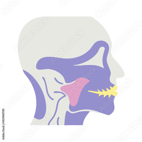 Stylized anatomical head shot with different bone structures