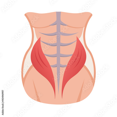Human abdominal muscle anatomy vector illustration on black background