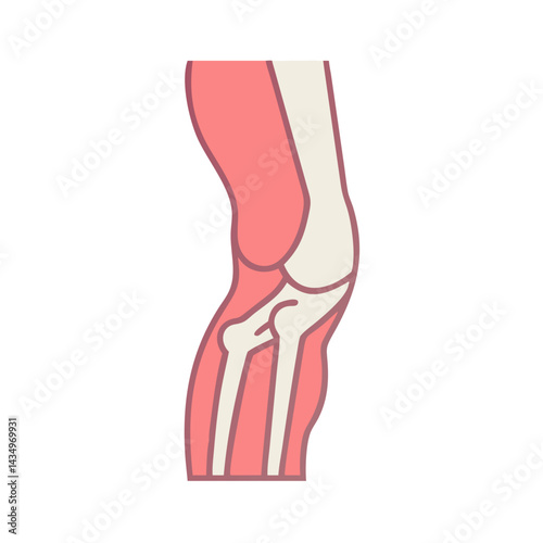 Anatomical illustration showcasing human leg bones and muscles system