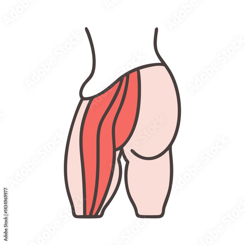Human leg anatomy illustration with muscles on black background