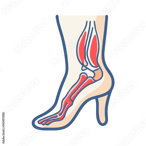 Illustration of foot bones and muscles inside a shoe