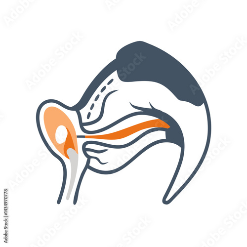 Abstract ear anatomy structure graphic illustration on black background