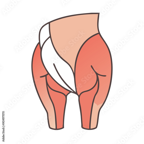 Graphic illustration of human gluteal muscles for anatomy education