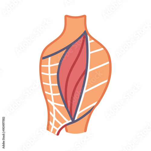 Anatomy illustration of the human body with muscle structure