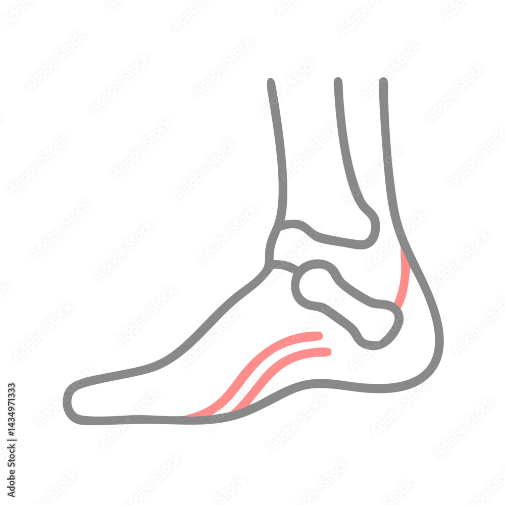 Human foot anatomy diagram with bones and ligaments visualization Human foot anatomy diagram with bones and ligaments visualization