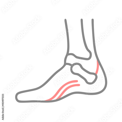 Human foot anatomy diagram with bones and ligaments visualization