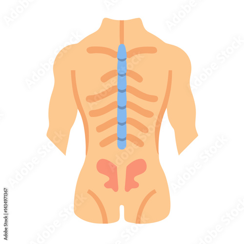 Human back skeletal structure anatomical illustration on black background