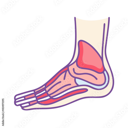 Human foot anatomy in flat cartoon style illustration
