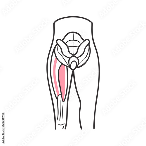 Human leg anatomy with tensor fasciae latae muscle highlighted