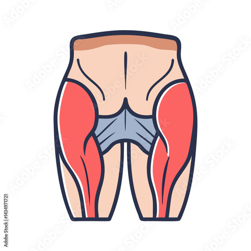 Glute muscle anatomy illustration highlighting the gluteus medius muscle