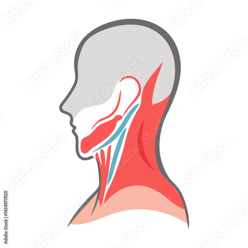 Anatomical illustration of head and neck muscles on black