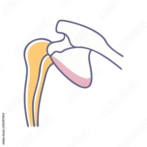 Illustration of human shoulder joint anatomy on black background