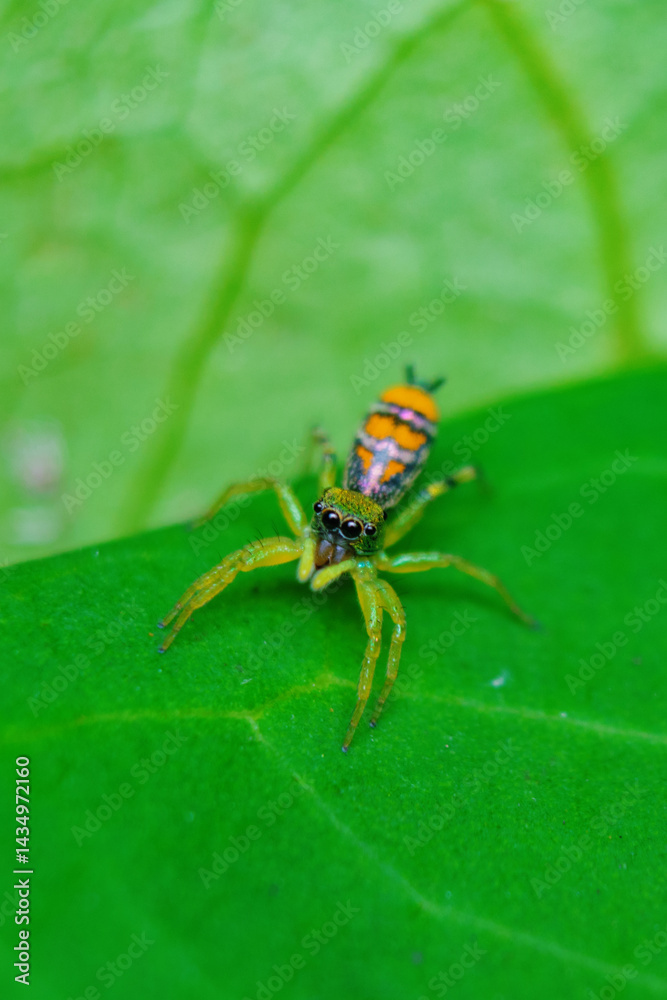 Golden spider Golden spider